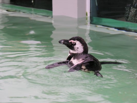 Penguin at Mystic Aquarium Institute for Exploration