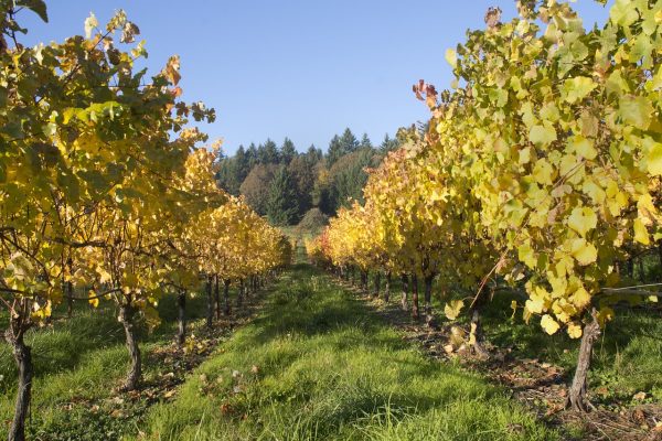 vineyard 1279618 1280