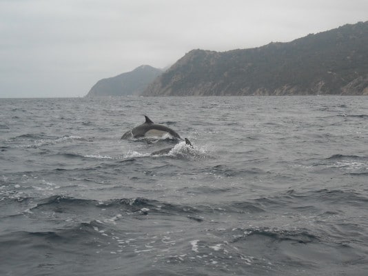 Dolphins off Catalina Island