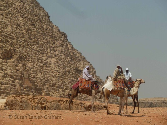 Camels at the Pyramid at Giza