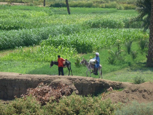On the banks of the Nile