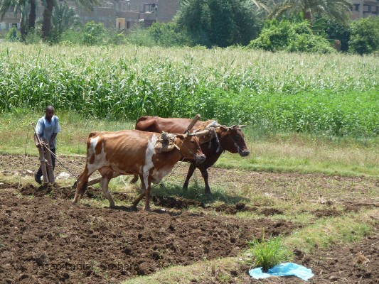 Farming near Luxor