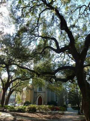Savannah