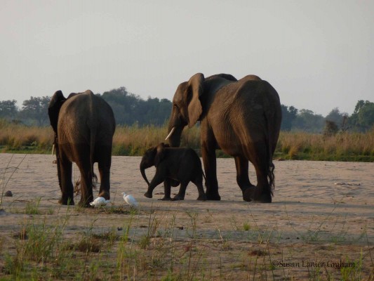 Elephants