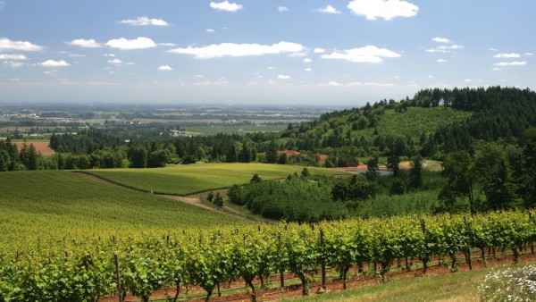Knudsen Vineyards at Argyle Winery