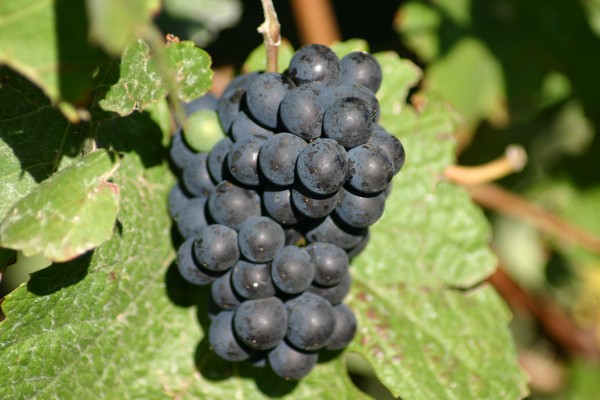 Pinot Noir grape cluster