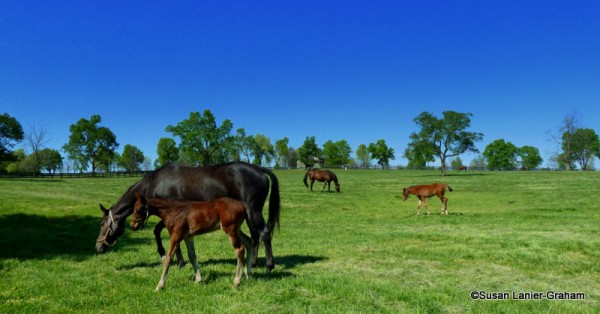 Thoroughbreds graze in Lexington KY