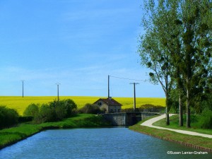 Saffron in bloom along the Burgundy Canal