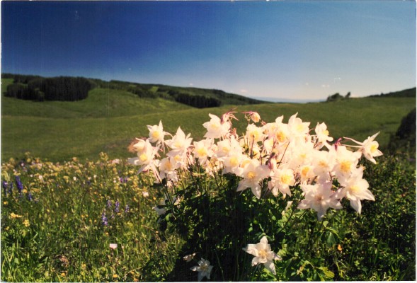 White Columbines in Colorado