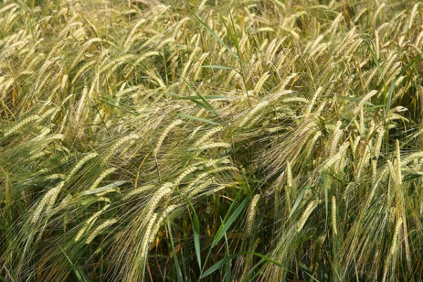 Grain by Peter Pearson