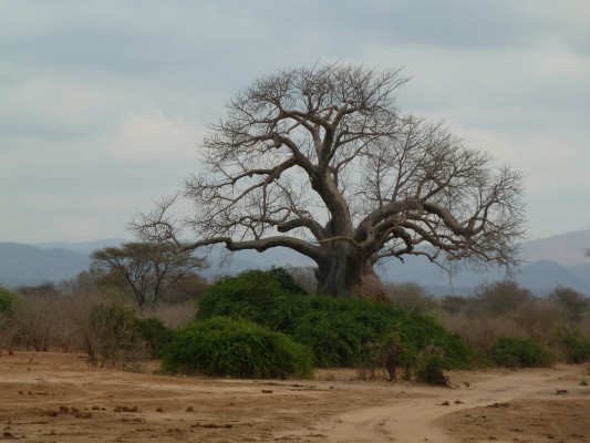 Baobab Tree in Zambia. Photo by Susan Lanier-Graham