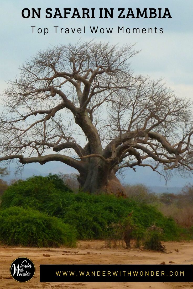 One of the most amazing travel experiences of my life was during a visit to Zambia. I stayed at several camps, but some of my most memorable moments were during my stay at Luwi Bush Camp in the South Luangwa National Park. #safari #zambia #Africa #wowmoments #LuwiBushCamp #adventuretravel #travel