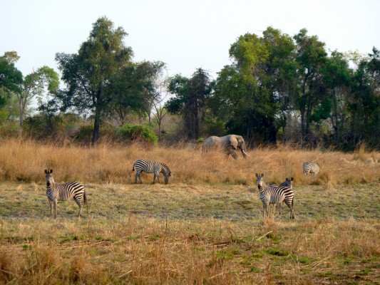 Zebras and elephants in South Luangwa NP on safari in Zambia. Photo by Susan Lanier-Graham