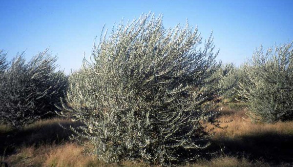 Olive tree