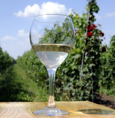 Wine glass in vineyard