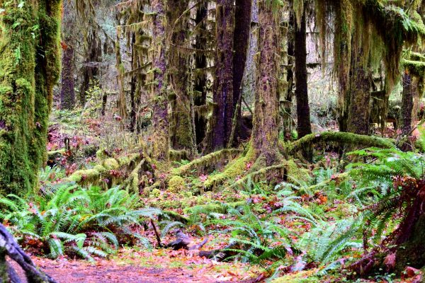 Olympic National Park