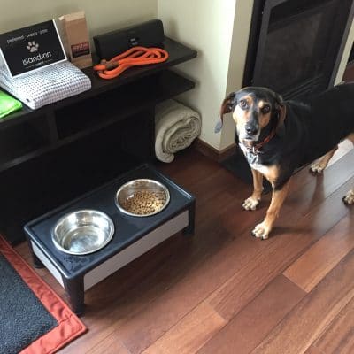 Pet Friendly Hotel