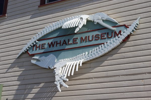 Whale Museum