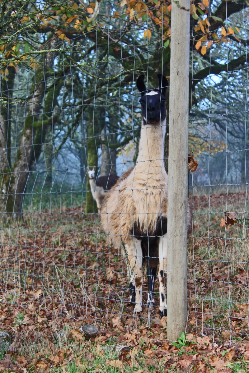 Llamas