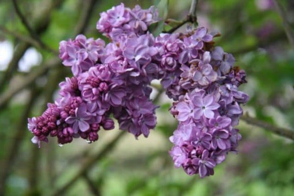 Washington Lilac Blossoms