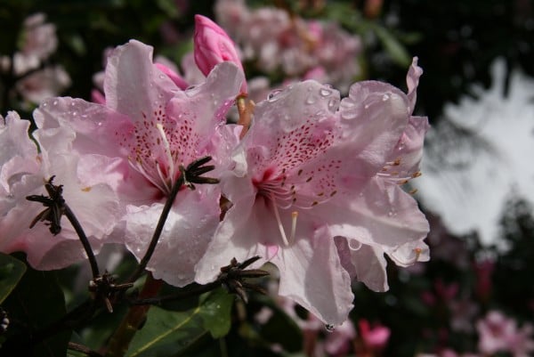 Washington Lilac Blossoms