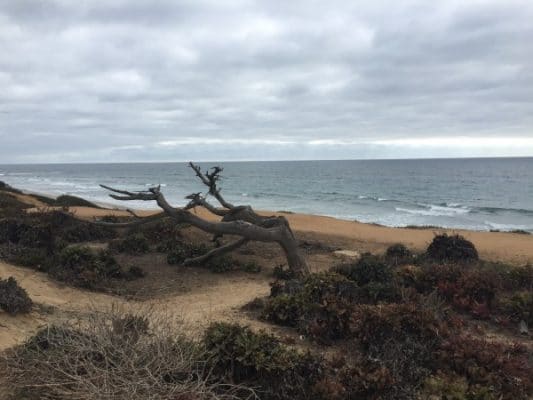 cliff over Carlsbad beach