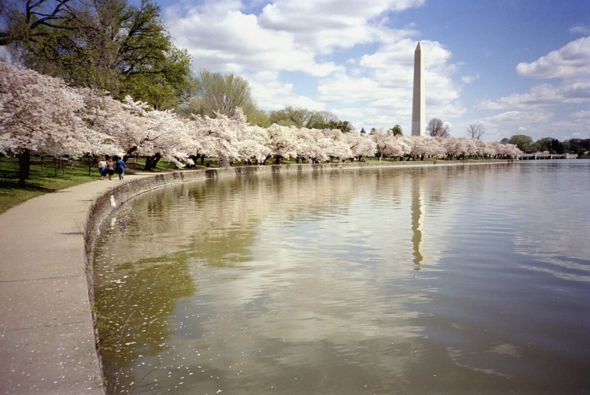 The cherry blossoms with the Washington Monument. Photo courtesy Destination DC