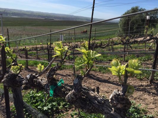 springtime at byron