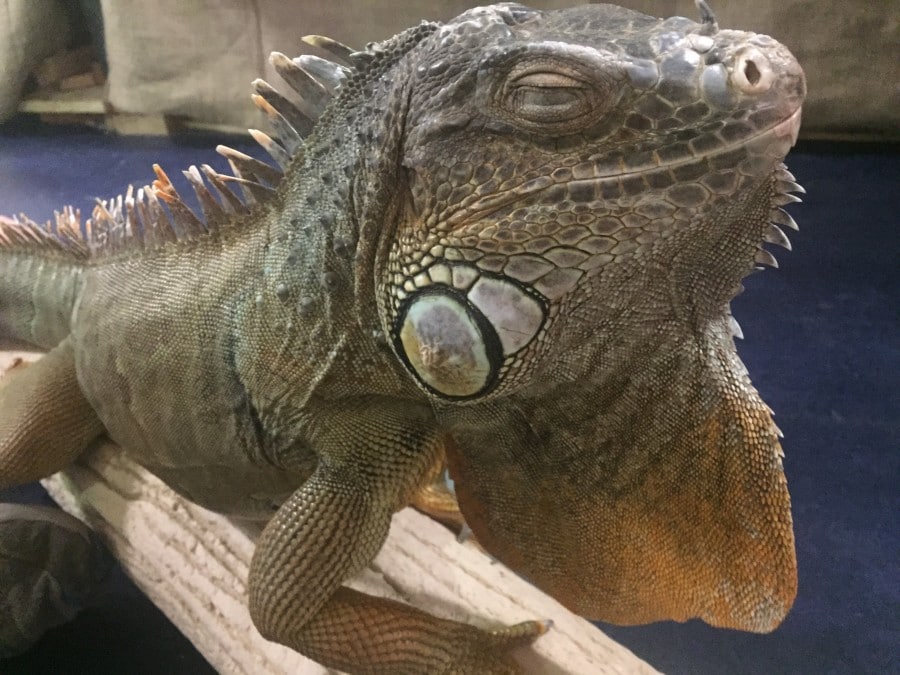 Take A Walk On The Scaly Side At Escondido’s EcoVivarium Reptile Sanctuary