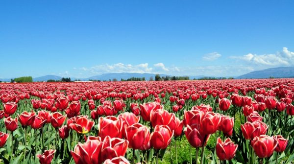 Skagit Valley Tulip Festival