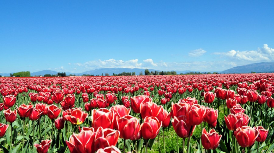 Tiptoe Through the Tulips in Washington’s Skagit Valley
