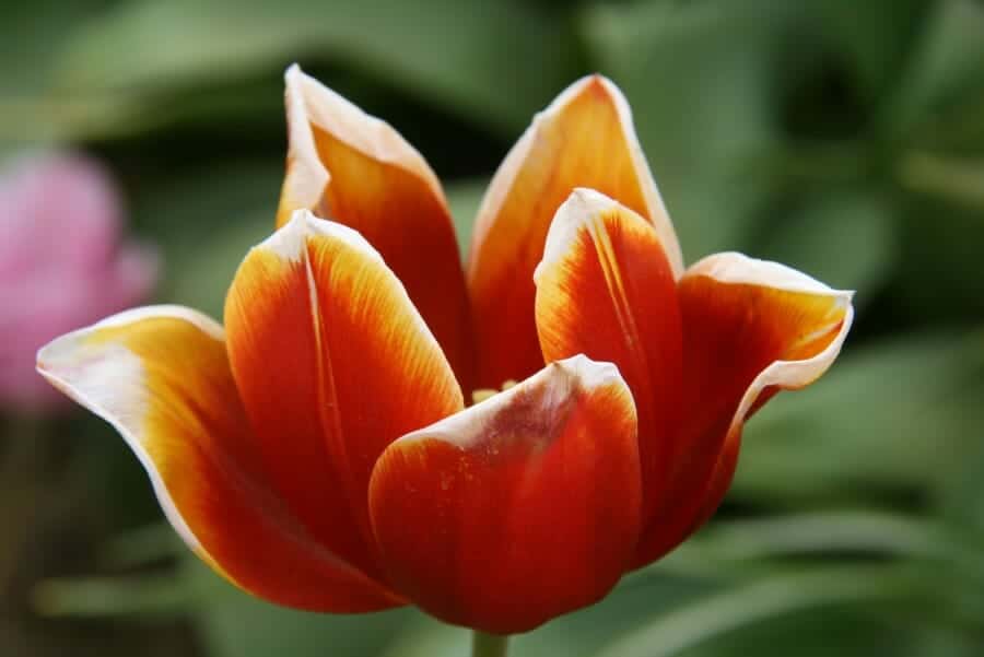 browntulip
