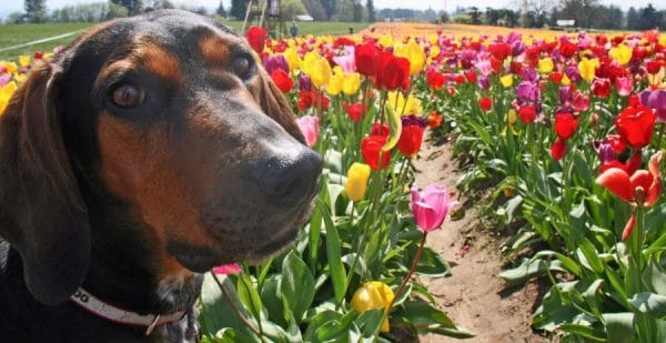 Dog in Tulip Fields