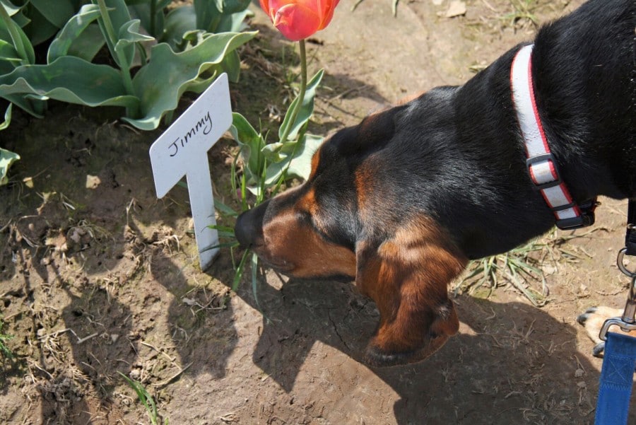 Oregon Wooden Shoe Tulip Fest