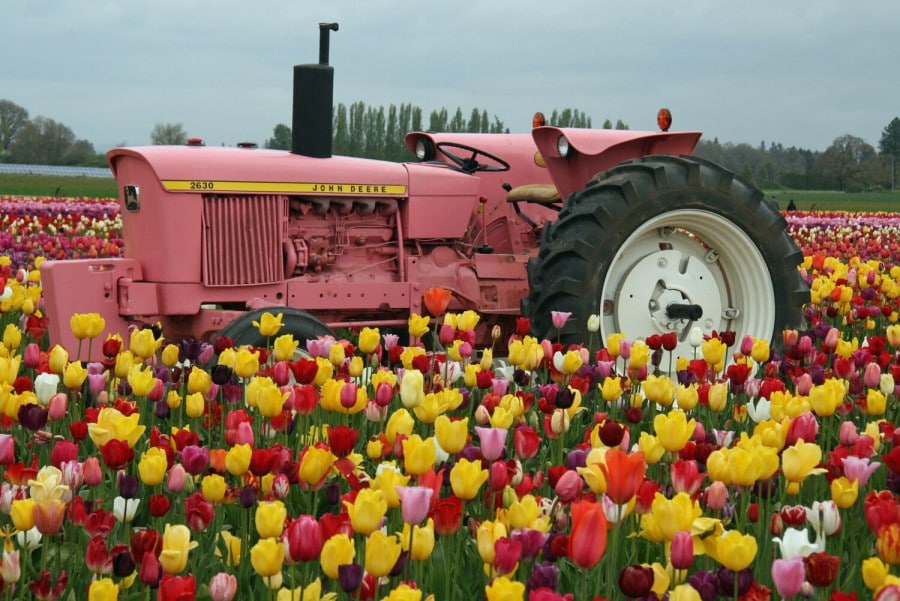 Oregon Wooden Shoe Tulip Fest