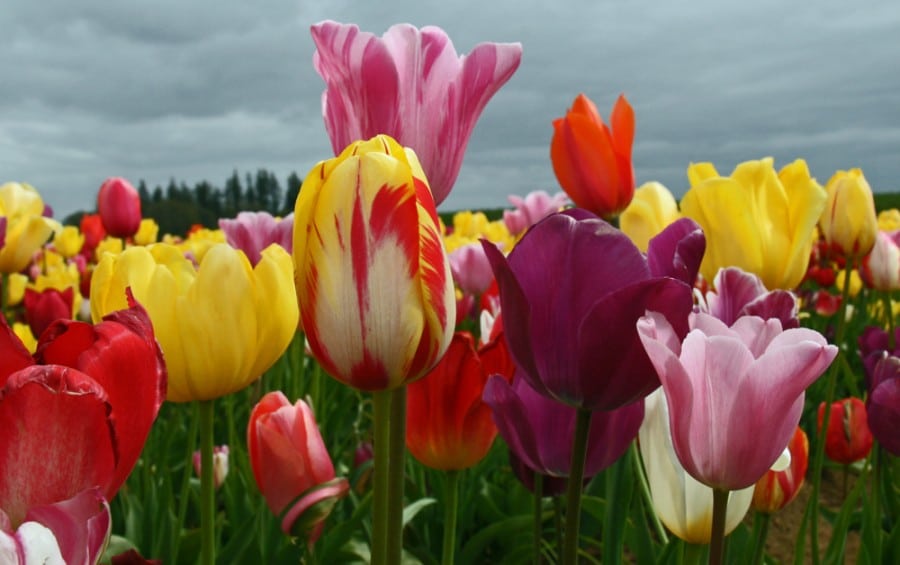 Oregon Wooden Shoe Tulip Fest