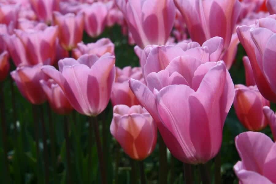 pinktulips