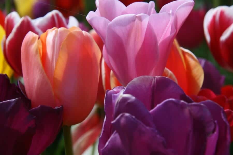 purpletulips