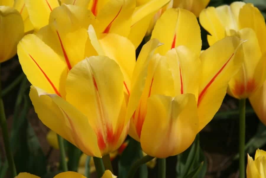 stripetulips