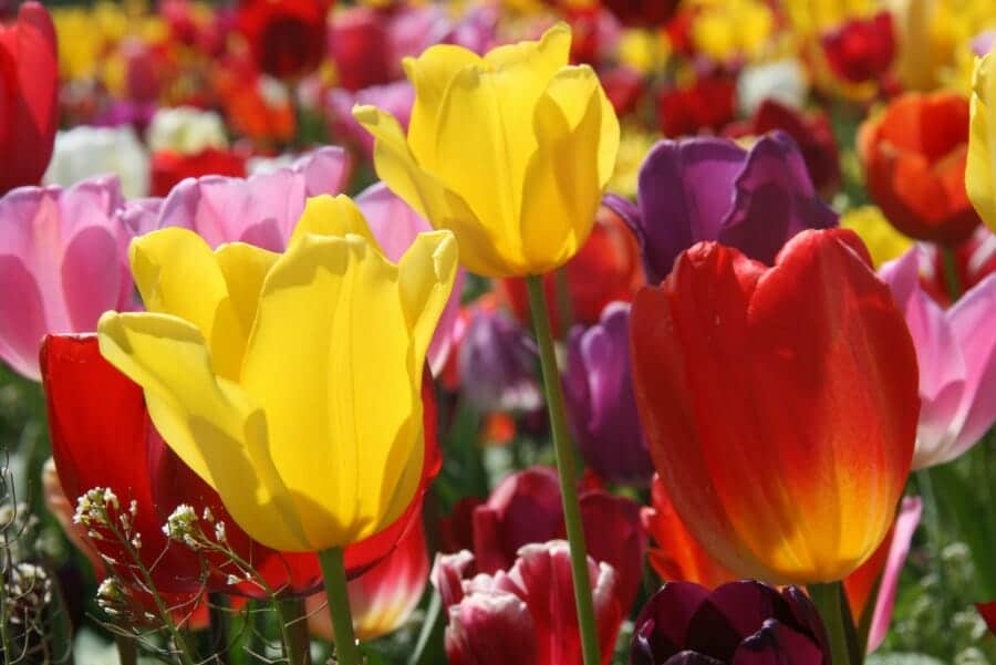 sunnytulips