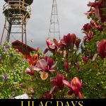 Lilac Days brings visitors from around the world to the Hulda Klager Lilac Gardens in Woodland, Washington to see the gorgeous lilac blossoms every spring. Whether you are a fan of the fragrant bush, love Victoriana, or just want to get out in the countryside for the day, the gardens and home are worth a visit to see the gorgeous Washington lilac blossoms.