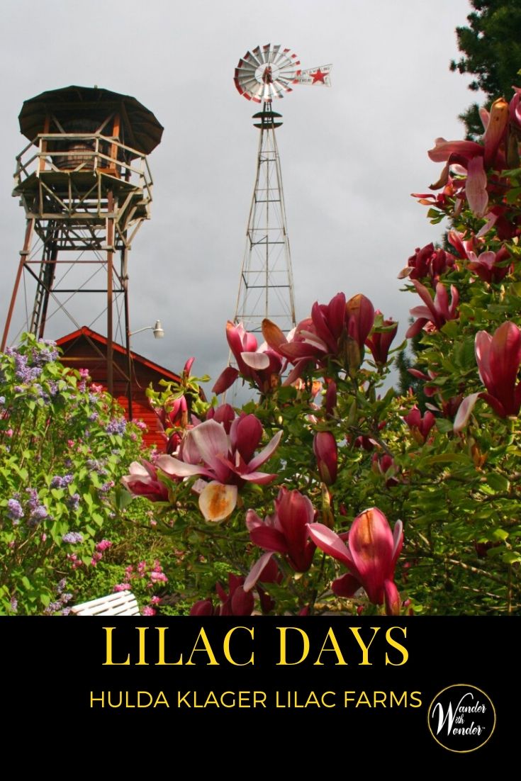 Lilac Farm Rillington Where to Find Washington Lilac Blossoms | Wander With Wonder