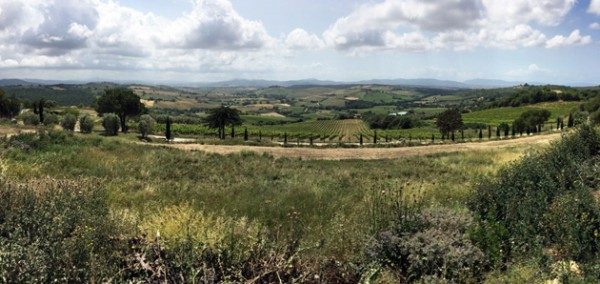 Maremma Vineyard View