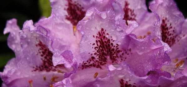 Crystal Springs Rhododendron Garden
