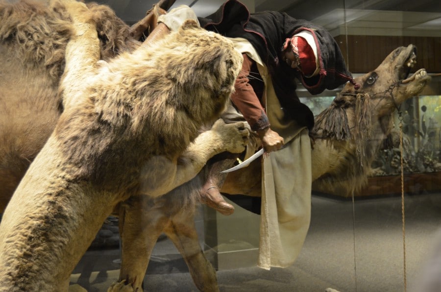 Carnegie Museums