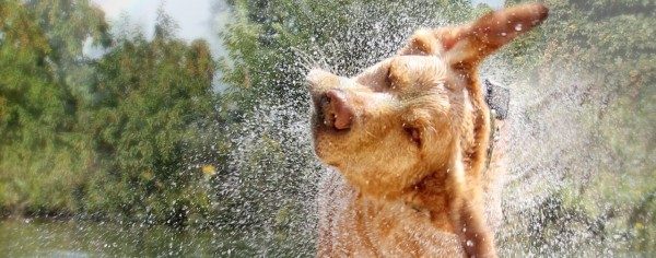 Dogs Love Sunriver, Oregon