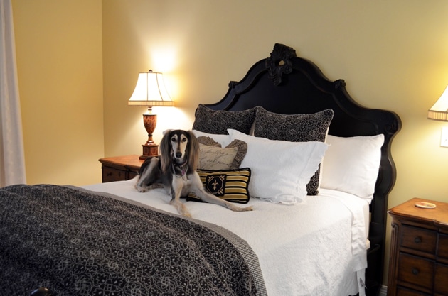 Chaumette Villa Bedroom with my Saluki, Zoe.