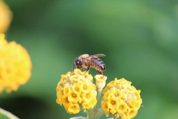 bee 1802999 1280