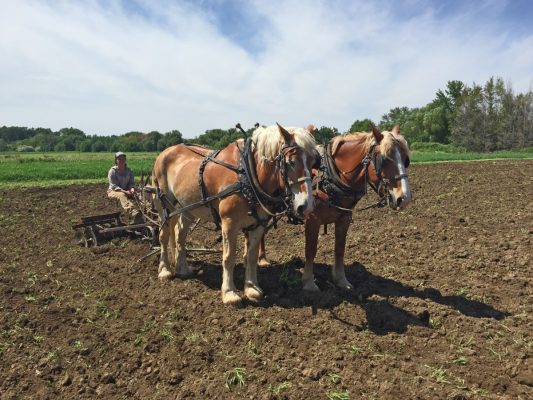 Hayshaker Farms - walla walla washington