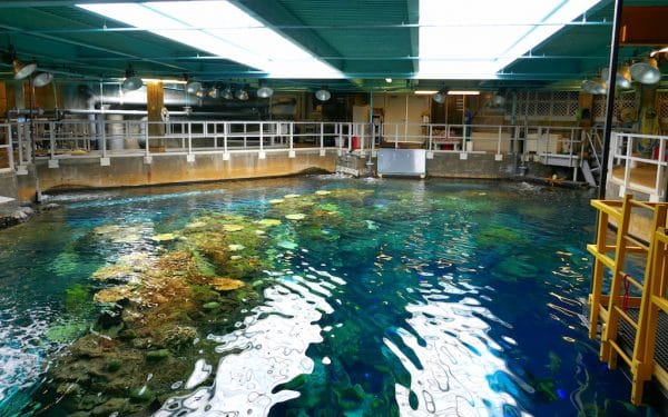 Behind the scenes at Aquarium of the Pacific. Photo by Susan Lanier-Graham